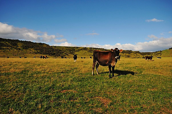 포토 JPG 동물 여유 여러마리 포유류 하늘 풍경 초원 사람없음 야외 소 들소 상쾌 뉴질랜드 국내포토 감정 다수 오세아니아 파일형식