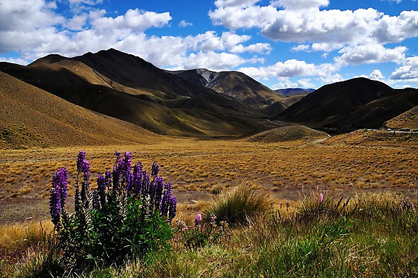 포토 JPG 식물 구름 꽃 여유 하늘 산 풍경 초원 사람없음 야외 상쾌 뉴질랜드 남섬 루핀꽃 국내포토 자연요소 감정 섬 오세아니아 파일형식