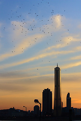 JPG 구름 실루엣 백그라운드 가로등 조류 하늘 서울 한국 풍경 빌딩 사람없음 야외 건물 강 도시풍경 노을 일몰 도시 한강 63빌딩 자연요소 동물 건축물 공공시설 아시아 촬영기법 랜드마크 파일형식