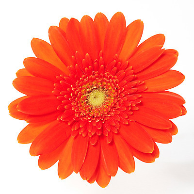 포토 JPG 스튜디오촬영 식물 꽃잎 꽃 한송이 자연 실내 가을꽃 누끼 사람없음 빨간색 주황색 화사함 거베라 국내포토 1 컬러 컨셉 내부 생태계 송이 파일형식 가을_계절