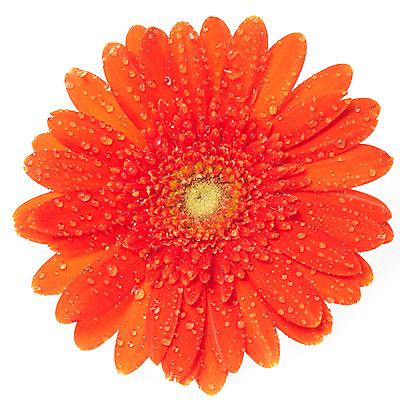 포토 JPG 스튜디오촬영 식물 꽃잎 꽃 한송이 자연 실내 가을꽃 누끼 사람없음 빨간색 주황색 화사함 거베라 국내포토 1 컬러 컨셉 내부 생태계 송이 파일형식 가을_계절