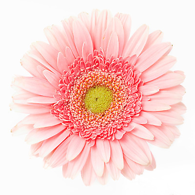 포토 JPG 스튜디오촬영 식물 꽃잎 꽃 분홍색 한송이 자연 실내 가을꽃 누끼 사람없음 화사함 거베라 국내포토 1 컬러 컨셉 내부 생태계 송이 파일형식 가을_계절