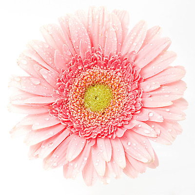 포토 JPG 스튜디오촬영 식물 꽃잎 꽃 분홍색 한송이 자연 실내 가을꽃 누끼 사람없음 화사함 거베라 국내포토 1 컬러 컨셉 내부 생태계 송이 파일형식 가을_계절