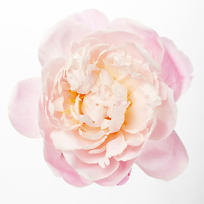 포토 JPG 스튜디오촬영 식물 꽃잎 꽃 분홍색 한송이 봄꽃 자연 실내 누끼 사람없음 뷰티 화사함 작약 국내포토 1 컬러 컨셉 내부 봄 생태계 송이 파일형식