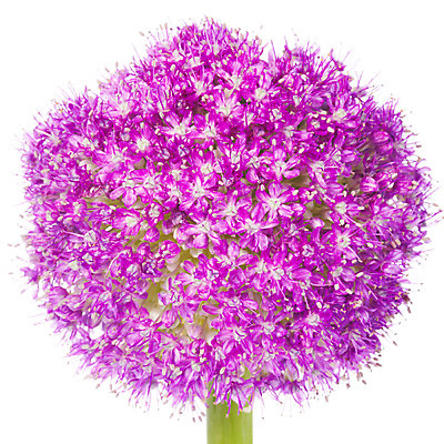 포토 JPG 스튜디오촬영 식물 꽃잎 꽃 한송이 자연 실내 누끼 사람없음 뷰티 보라색 화사함 알리움 국내포토 1 컬러 컨셉 내부 생태계 송이 파일형식