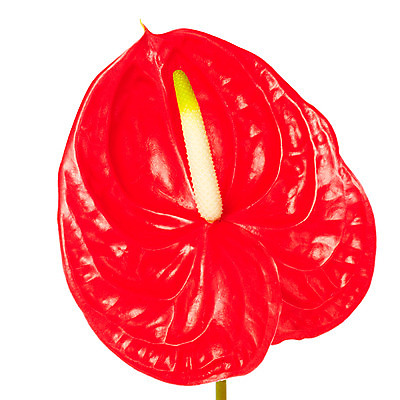 포토 JPG 스튜디오촬영 식물 꽃잎 꽃 한송이 자연 실내 누끼 사람없음 빨간색 뷰티 화사함 안스리움 국내포토 1 컬러 컨셉 내부 생태계 송이 파일형식