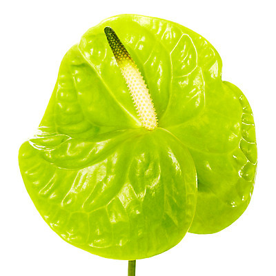 포토 JPG 스튜디오촬영 식물 꽃잎 꽃 한송이 자연 실내 누끼 사람없음 초록색 뷰티 화사함 안스리움 국내포토 1 컬러 컨셉 내부 생태계 송이 파일형식