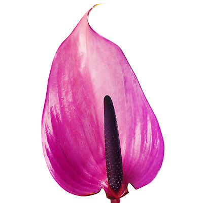 포토 JPG 스튜디오촬영 식물 꽃잎 꽃 한송이 자연 실내 누끼 사람없음 뷰티 보라색 화사함 안스리움 국내포토 1 컬러 컨셉 내부 생태계 송이 파일형식