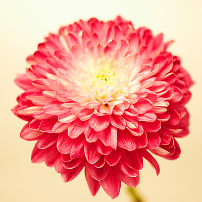 포토 JPG 스튜디오촬영 식물 꽃잎 꽃 한송이 자연 국화 실내 가을꽃 사람없음 빨간색 화사함 국내포토 1 컬러 컨셉 내부 생태계 송이 파일형식 가을_계절