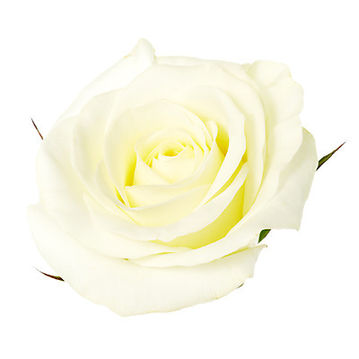 포토 JPG 스튜디오촬영 식물 꽃잎 꽃 한송이 여름꽃 자연 실내 누끼 사람없음 뷰티 장미 흰색 화사함 국내포토 1 컬러 컨셉 내부 생태계 송이 파일형식 여름_계절