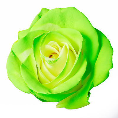 포토 JPG 스튜디오촬영 식물 꽃잎 꽃 한송이 여름꽃 자연 실내 누끼 사람없음 초록색 뷰티 장미 화사함 국내포토 1 컬러 컨셉 내부 생태계 송이 파일형식 여름_계절