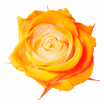 포토 JPG 스튜디오촬영 식물 꽃잎 꽃 한송이 여름꽃 자연 실내 누끼 사람없음 뷰티 장미 주황색 화사함 국내포토 1 컬러 컨셉 내부 생태계 송이 파일형식 여름_계절