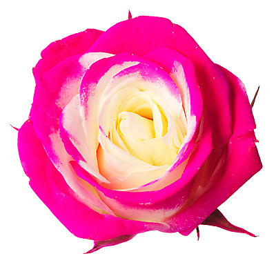 포토 JPG 스튜디오촬영 식물 꽃잎 꽃 분홍색 한송이 여름꽃 자연 실내 누끼 사람없음 뷰티 장미 화사함 국내포토 1 컬러 컨셉 내부 생태계 송이 파일형식 여름_계절