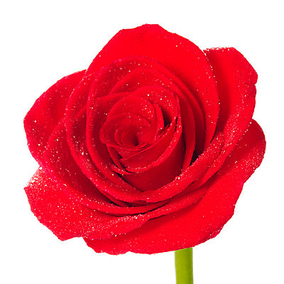 포토 JPG 스튜디오촬영 식물 꽃잎 꽃 한송이 여름꽃 자연 실내 누끼 사람없음 빨간색 뷰티 장미 물방울 화사함 국내포토 1 컬러 컨셉 내부 생태계 송이 파일형식 여름_계절