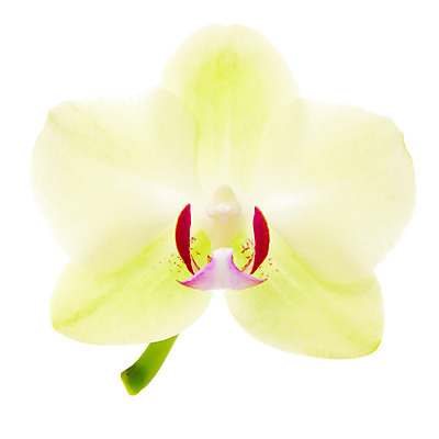 포토 JPG 스튜디오촬영 식물 꽃잎 꽃 한송이 자연 실내 누끼 사람없음 뷰티 노란색 흰색 난초 화사함 호접란 양란 국내포토 1 컬러 컨셉 내부 생태계 송이 파일형식