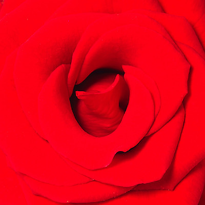 포토 JPG 스튜디오촬영 식물 꽃잎 꽃 한송이 여름꽃 자연 실내 누끼 근접촬영 사람없음 빨간색 뷰티 장미 화사함 국내포토 1 뷰포인트 컬러 컨셉 내부 생태계 송이 파일형식 여름_계절