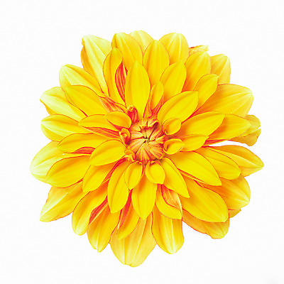 포토 JPG 스튜디오촬영 식물 꽃잎 꽃 한송이 자연 실내 가을꽃 누끼 사람없음 노란색 달리아 화사함 국내포토 1 컬러 컨셉 내부 생태계 송이 파일형식 가을_계절