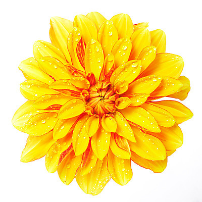 포토 JPG 스튜디오촬영 식물 꽃잎 꽃 한송이 자연 실내 가을꽃 누끼 사람없음 노란색 물방울 달리아 화사함 국내포토 1 컬러 컨셉 내부 생태계 송이 파일형식 가을_계절