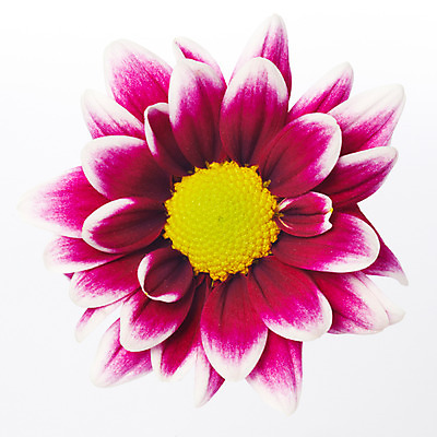 포토 JPG 스튜디오촬영 식물 꽃잎 꽃 한송이 자연 국화 실내 가을꽃 누끼 사람없음 보라색 소국 화사함 국내포토 1 컬러 컨셉 내부 생태계 송이 파일형식 가을_계절