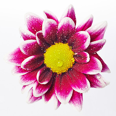 포토 JPG 스튜디오촬영 식물 꽃잎 꽃 한송이 자연 국화 실내 가을꽃 누끼 사람없음 보라색 소국 화사함 국내포토 1 컬러 컨셉 내부 생태계 송이 파일형식 가을_계절