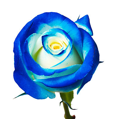 포토 JPG 스튜디오촬영 식물 꽃잎 꽃 한송이 여름꽃 자연 실내 누끼 사람없음 파란색 뷰티 장미 화사함 국내포토 1 컬러 컨셉 내부 생태계 송이 파일형식 여름_계절