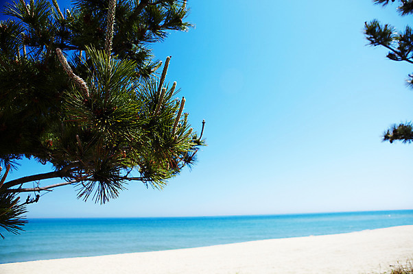 포토 JPG 주간 나무 식물 모래 바다 하늘 풍경 해변 사람없음 야외 여름 모래사장 나뭇가지 소나무 침엽수 국내포토 자연요소 계절 파일형식