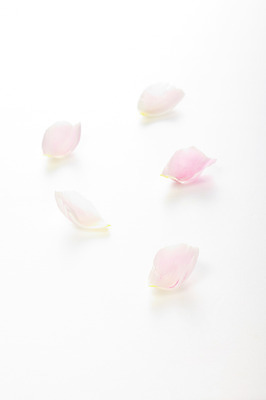 포토 JPG 스튜디오촬영 식물 꽃잎 꽃 분홍색 백그라운드 컨셉 꽃백그라운드 실내 사람없음 장미 국내포토 컬러 내부 파일형식