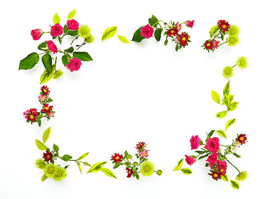 포토 JPG 스튜디오촬영 식물 꽃잎 꽃 여러송이 백그라운드 컨셉 잎 패턴 꽃백그라운드 나뭇잎 프레임 실내 사람없음 장미 여러개 소국 과꽃 국내포토 다수 무늬 내부 파일형식