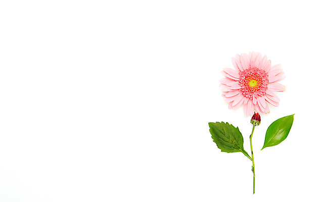 포토 JPG 스튜디오촬영 식물 꽃잎 꽃 줄기 분홍색 백그라운드 잎 꽃백그라운드 나뭇잎 실내 사람없음 거베라 과꽃 국내포토 컬러 내부 파일형식