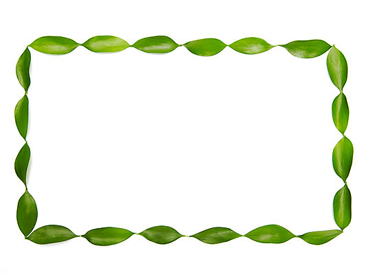 포토 JPG 스튜디오촬영 식물 백그라운드 컨셉 잎 패턴 나뭇잎 프레임 실내 사람없음 초록색 일렬 국내포토 컬러 무늬 내부 파일형식