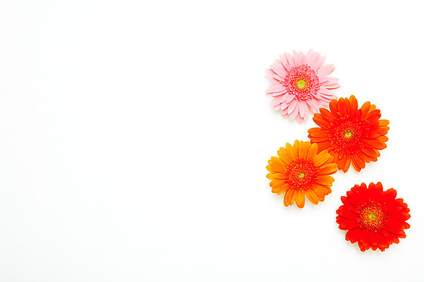 포토 JPG 스튜디오촬영 식물 꽃잎 꽃 분홍색 여러송이 백그라운드 꽃백그라운드 실내 사람없음 빨간색 주황색 여러개 거베라 국내포토 컬러 다수 내부 파일형식