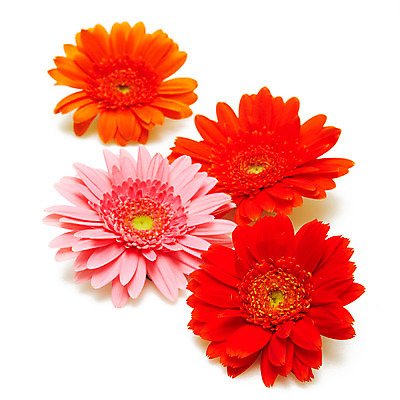 포토 JPG 스튜디오촬영 식물 꽃잎 꽃 분홍색 여러송이 백그라운드 꽃백그라운드 실내 사람없음 빨간색 주황색 여러개 거베라 국내포토 컬러 다수 내부 파일형식