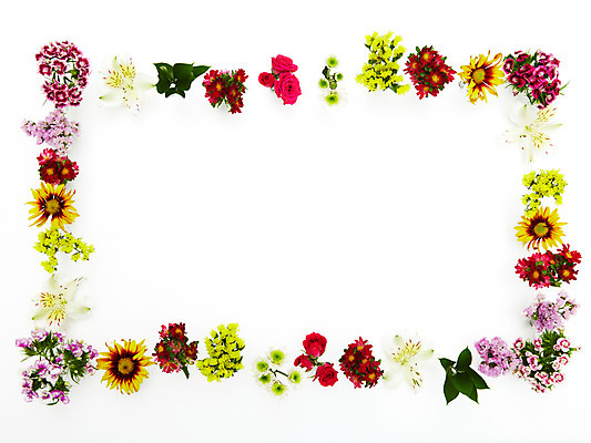 포토 JPG 스튜디오촬영 식물 꽃잎 꽃 여러송이 백그라운드 컨셉 패턴 꽃백그라운드 프레임 실내 사람없음 장미 여러개 소국 과꽃 스타티스 국내포토 다수 무늬 내부 파일형식