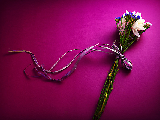 포토 JPG 스튜디오촬영 식물 꽃잎 꽃 줄기 백그라운드 컨셉 꽃백그라운드 실내 사람없음 보라색 흰색 스타티스 작약 국내포토 컬러 내부 파일형식