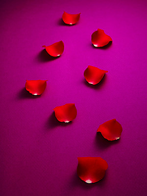 포토 JPG 스튜디오촬영 식물 문양 꽃잎 꽃 백그라운드 컨셉 무늬 패턴 꽃백그라운드 실내 사람없음 빨간색 장미 국내포토 컬러 내부 파일형식