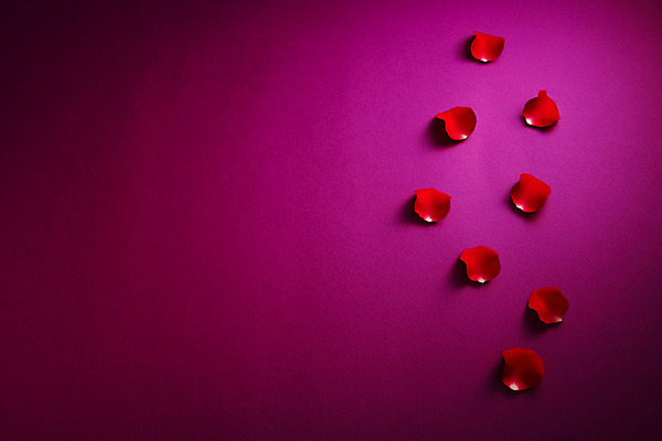 포토 JPG 스튜디오촬영 식물 문양 꽃잎 꽃 백그라운드 컨셉 무늬 패턴 꽃백그라운드 실내 사람없음 빨간색 장미 국내포토 컬러 내부 파일형식