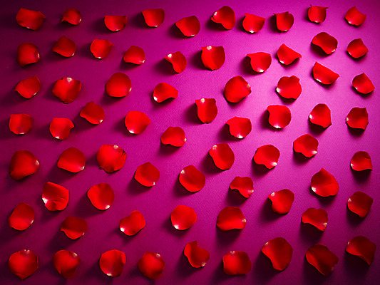 포토 JPG 스튜디오촬영 식물 문양 꽃잎 꽃 백그라운드 컨셉 무늬 패턴 꽃백그라운드 실내 사람없음 빨간색 장미 국내포토 컬러 내부 파일형식