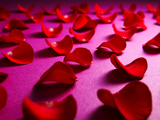 포토 JPG 스튜디오촬영 식물 문양 꽃잎 꽃 백그라운드 컨셉 무늬 패턴 꽃백그라운드 실내 사람없음 빨간색 장미 국내포토 컬러 내부 파일형식