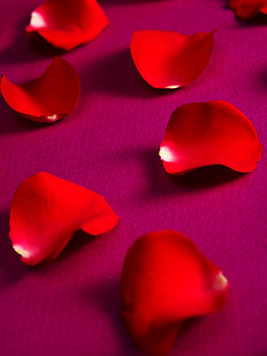 포토 JPG 스튜디오촬영 식물 문양 꽃잎 꽃 백그라운드 컨셉 무늬 패턴 꽃백그라운드 실내 사람없음 빨간색 장미 국내포토 컬러 내부 파일형식