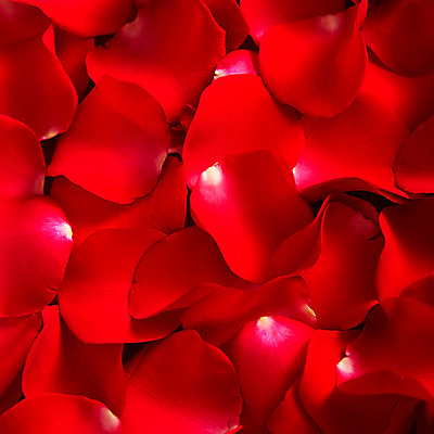 포토 JPG 스튜디오촬영 식물 문양 꽃잎 꽃 백그라운드 컨셉 무늬 패턴 꽃백그라운드 실내 사람없음 빨간색 장미 국내포토 컬러 내부 파일형식