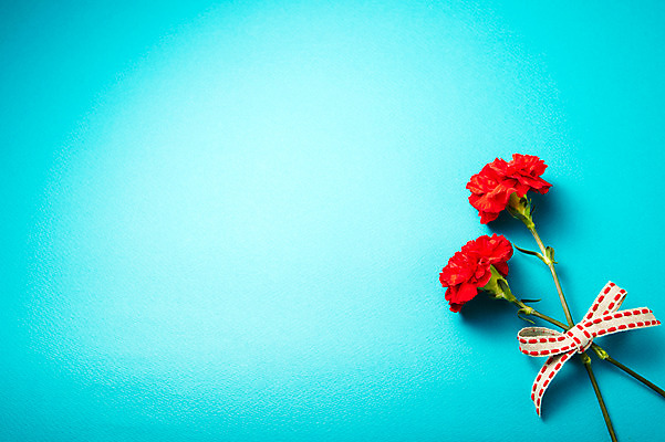 포토 JPG 스튜디오촬영 식물 꽃 백그라운드 꽃백그라운드 실내 사람없음 빨간색 두개 두송이 카네이션 국내포토 컬러 2 내부 파일형식