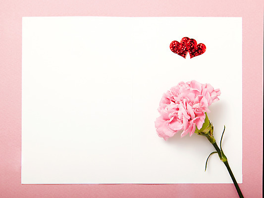 포토 JPG 스튜디오촬영 식물 꽃잎 꽃 분홍색 백그라운드 한송이 꽃백그라운드 프레임 실내 사랑 틀 사람없음 한개 하트 카네이션 국내포토 모양 1 감정 컬러 내부 송이 파일형식