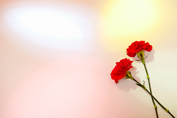 포토 JPG 스튜디오촬영 식물 꽃 백그라운드 꽃백그라운드 실내 사람없음 빨간색 두개 두송이 카네이션 국내포토 컬러 2 내부 파일형식