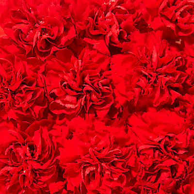 포토 JPG 스튜디오촬영 식물 문양 꽃잎 꽃 백그라운드 컨셉 무늬 꽃백그라운드 실내 사람없음 빨간색 카네이션 국내포토 컬러 내부 파일형식