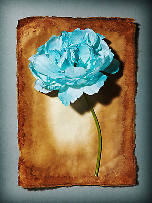 포토 JPG 스튜디오촬영 식물 꽃잎 꽃 종이 하늘색 백그라운드 한송이 꽃백그라운드 실내 사람없음 한지 작약 국내포토 1 내부 파란색 송이 파일형식