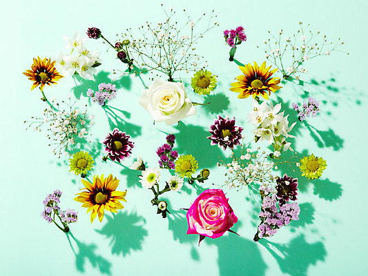포토 JPG 스튜디오촬영 식물 꽃잎 꽃 여러송이 백그라운드 컨셉 꽃백그라운드 해바라기 국화 실내 그림자 사람없음 컬러풀 장미 여러개 다양 소국 안개꽃 스타티스 국내포토 컬러 다수 내부 한해살이풀 파일형식