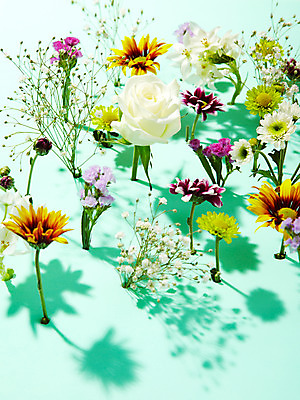 포토 JPG 스튜디오촬영 식물 꽃잎 꽃 여러송이 백그라운드 컨셉 꽃백그라운드 해바라기 국화 실내 그림자 사람없음 컬러풀 장미 여러개 다양 소국 안개꽃 스타티스 국내포토 컬러 다수 내부 한해살이풀 파일형식
