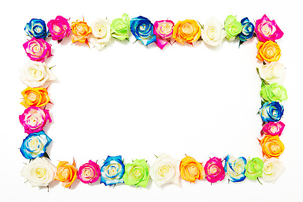 포토 JPG 스튜디오촬영 도형 식물 꽃잎 꽃 분홍색 여러송이 백그라운드 패턴 꽃백그라운드 프레임 실내 사람없음 연두색 파란색 컬러풀 장미 노란색 여러개 다양 흰색 국내포토 컬러 다수 무늬 내부 초록색 파일형식