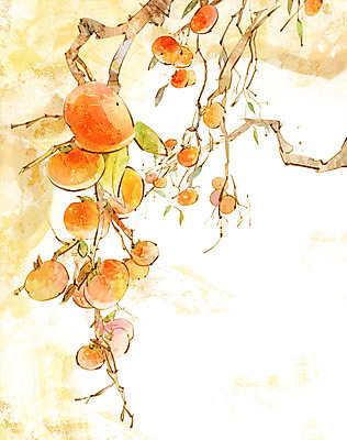 주간 PSD 나무 식물 사계절 계절 열매 백그라운드 일러스트 자연 감 풍경 사람없음 야외 가을풍경 가을 나뭇가지 감나무 가을배경 국내일러스트 자연요소 과일 생태계 파일형식 가을_계절