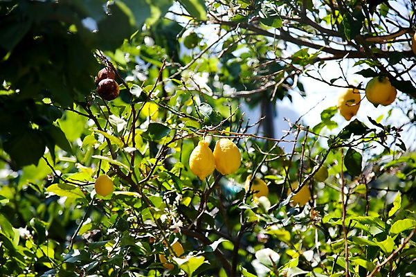 포토 JPG 주간 나무 식물 해외풍경 해외 열매 유럽 해외여행 과일 유럽풍경 나뭇잎 풍경 사람없음 야외 관광지 이탈리아 도시 레몬 이탈리아문화 카프리 카프리섬 국내포토 자연요소 나라 섬 여행 잎 유럽문화 파일형식